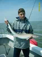 Smooth Hound